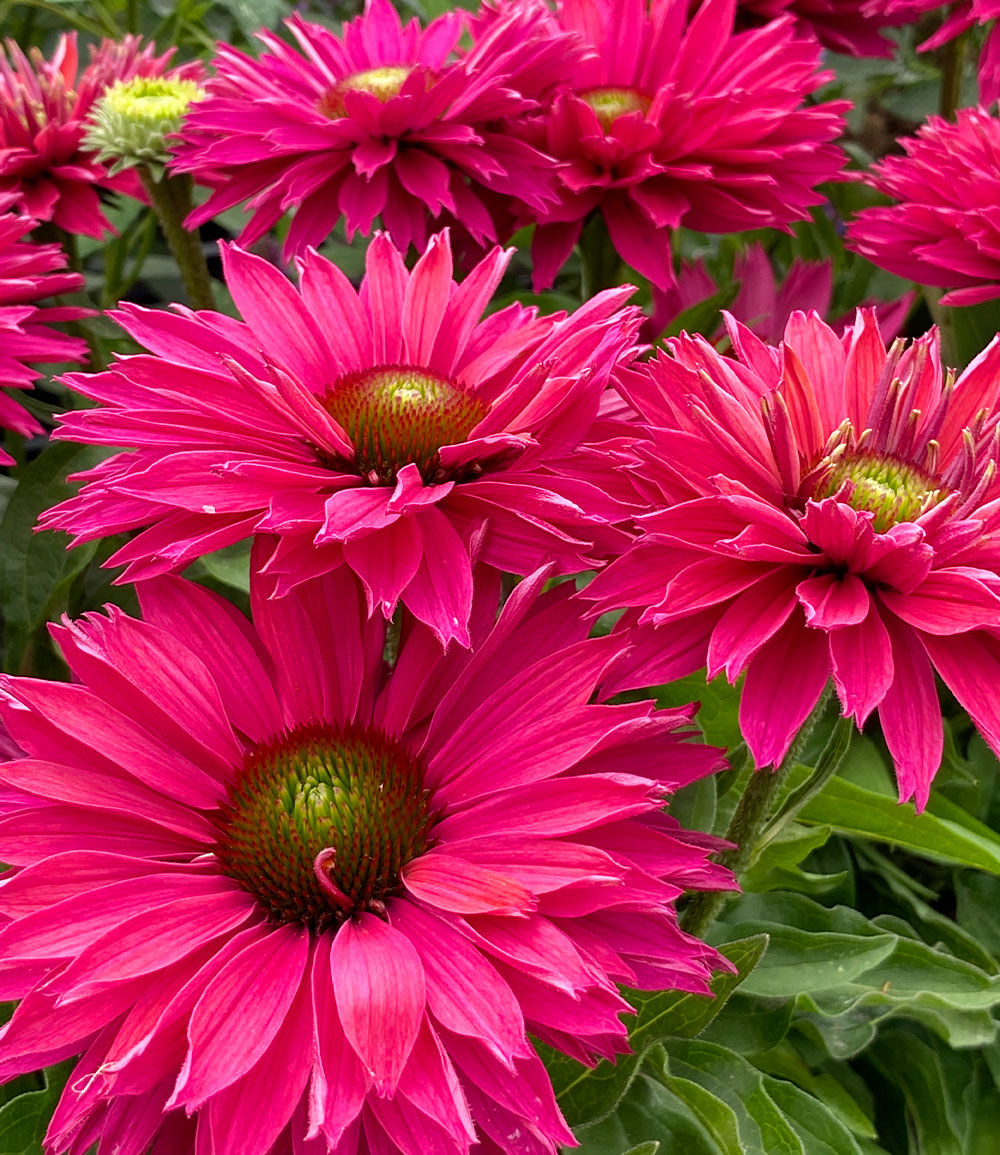 Echinacea 'SunSeekers® Sweet Fuchsia'