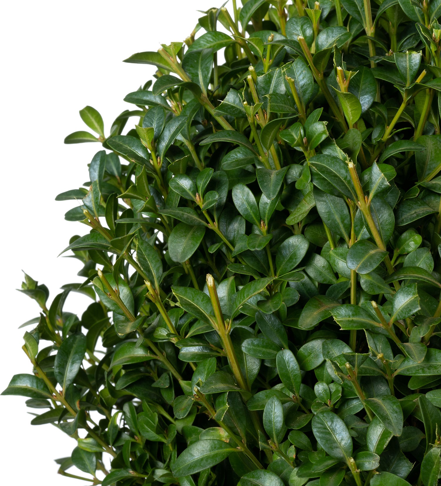 Buxus (Buxus sempervirens) D 19 H 20 cm