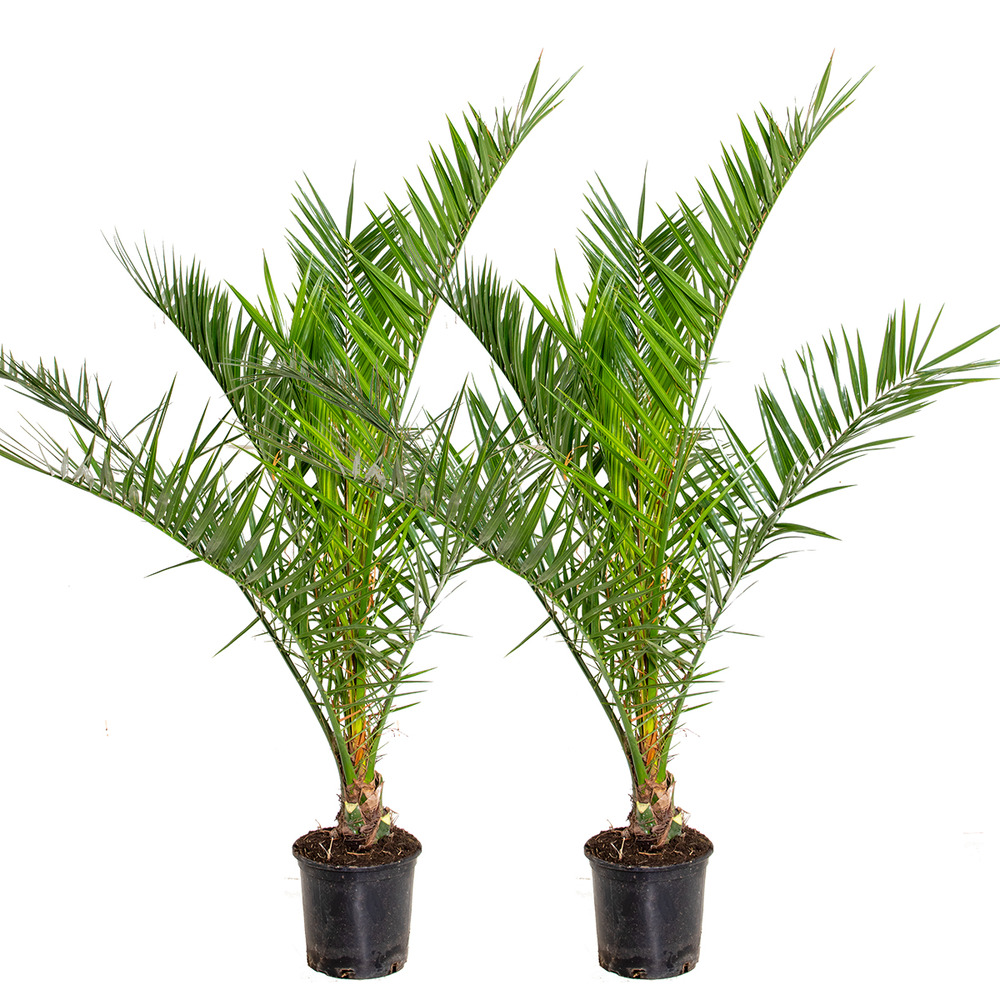 2x phoenix canariensis - palmier dattier des canaries - palmier - rustique – ⌀19 cm - ↕80-100 cm