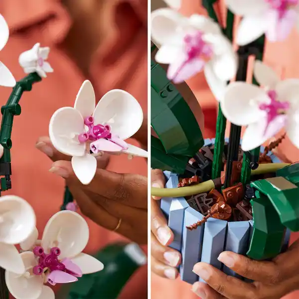 10311 Orchidee