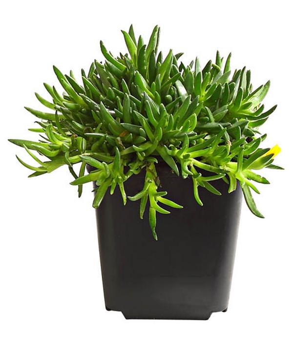 Bio Gelbe Mittagsblume