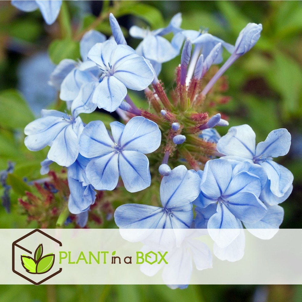 Plumbago auriculata - set de 3 - hortensia grimpant - pot 9cm - hauteur 25-40cm