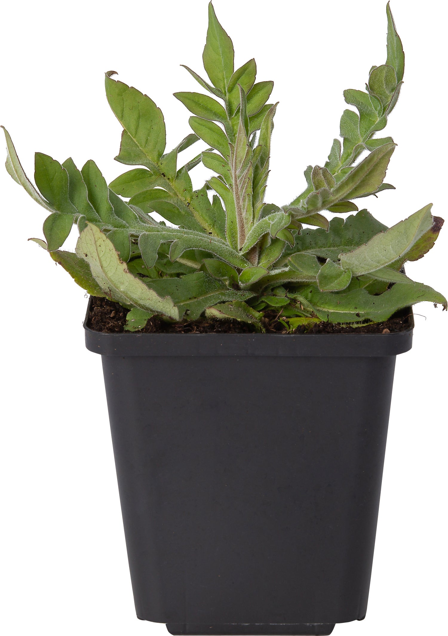 Beemdkroon (Knautia macedonica 'Melton Pastels') D 9 H 10 cm