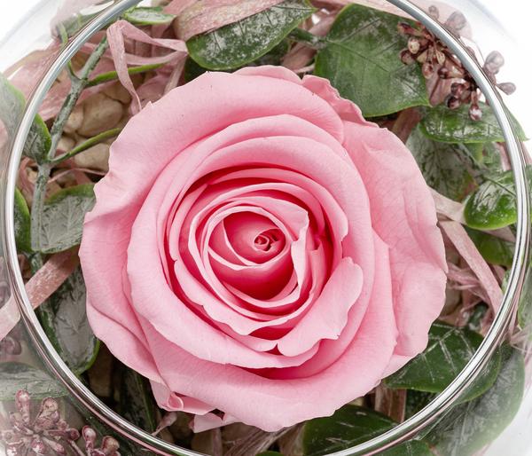 Dehner Kugelglas mit Longlife-Rose Doris,