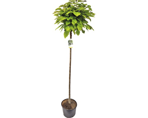 Globe Catalpa Tree FloraSelf Catalpa bignonioides 'Nana' H 180 cm Co 20 L