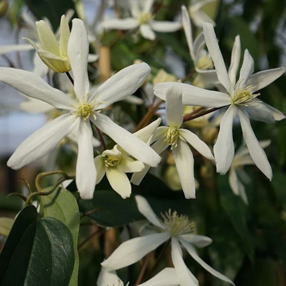 Clématite armandii 'snowdrift' - clematis 3l