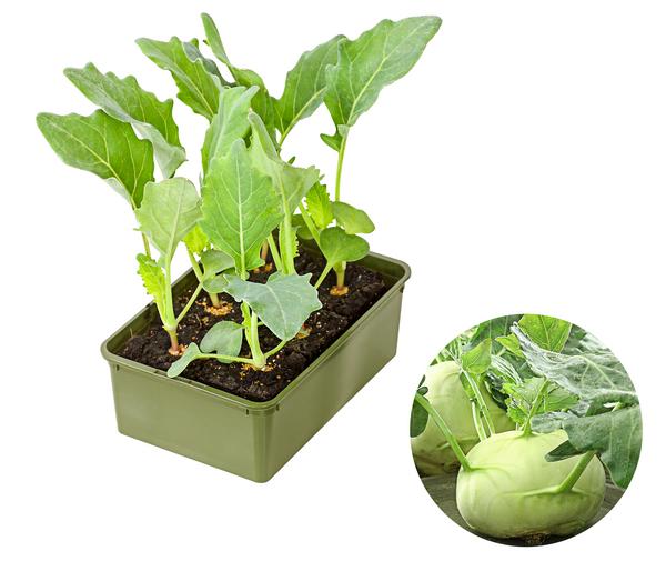 Bio Kohlrabi weiß, 6er Schale