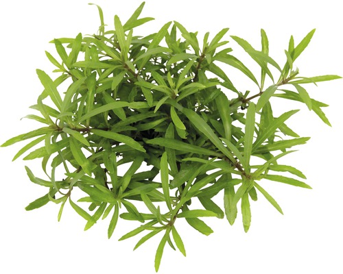 Stengelplant - Pogostemon quadrifolius T