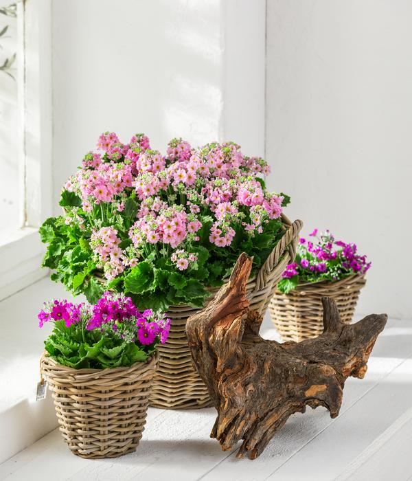 Brautprimel, verschiedene Farben