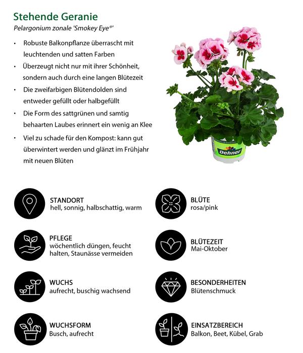 Beet- & Balkonpflanzen-Set Balkonidylle,