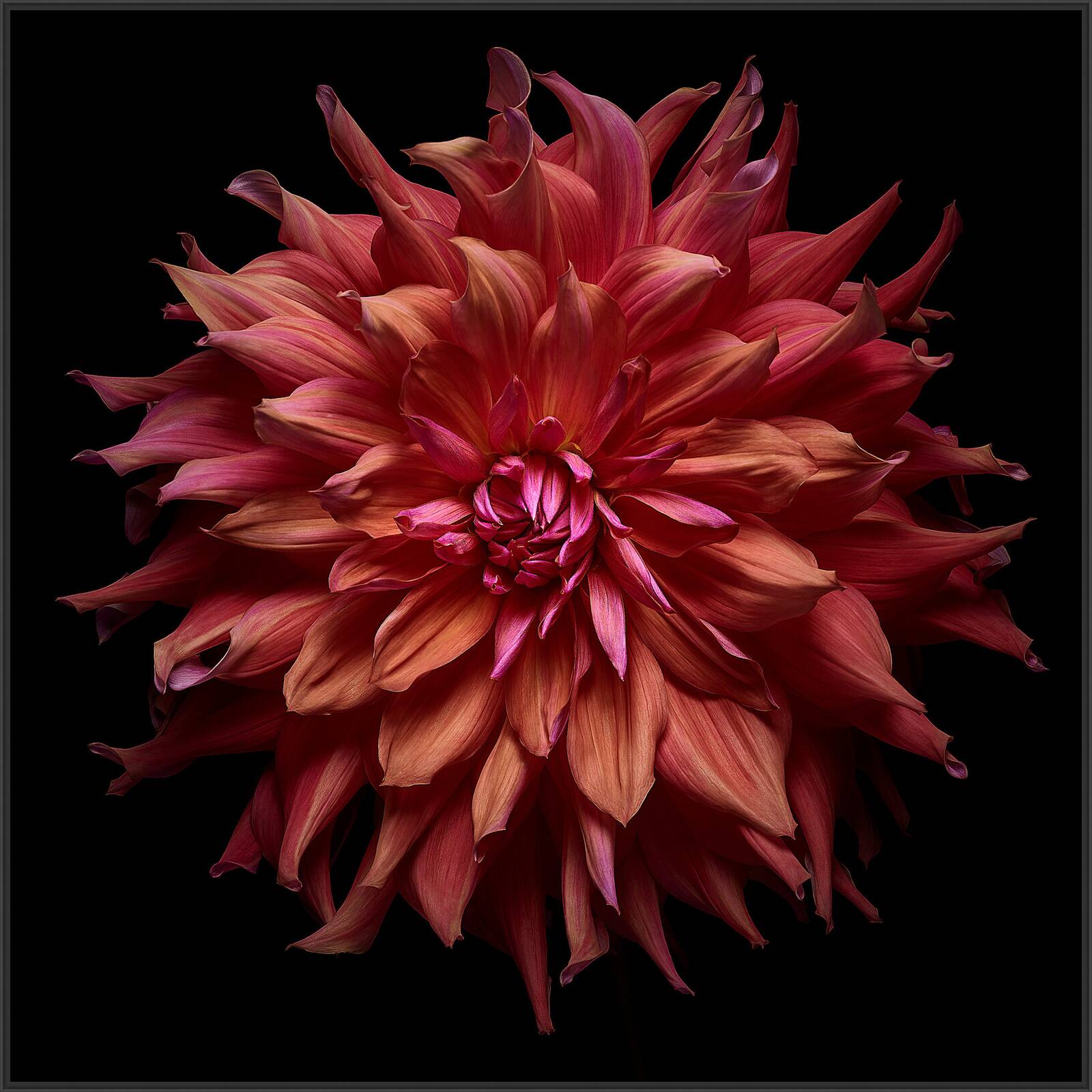 Dahlia II by Heiko Hellwig - Limited Edition. Edition of: 100. Signed.