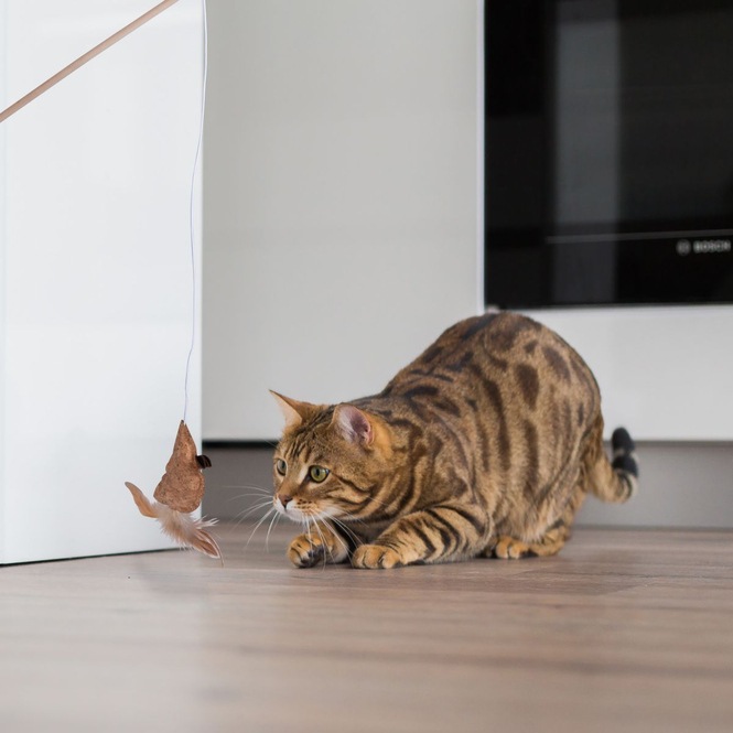 Katzenspielzeug - Katzen-Teaser-Spielzeug - 1 Stück
