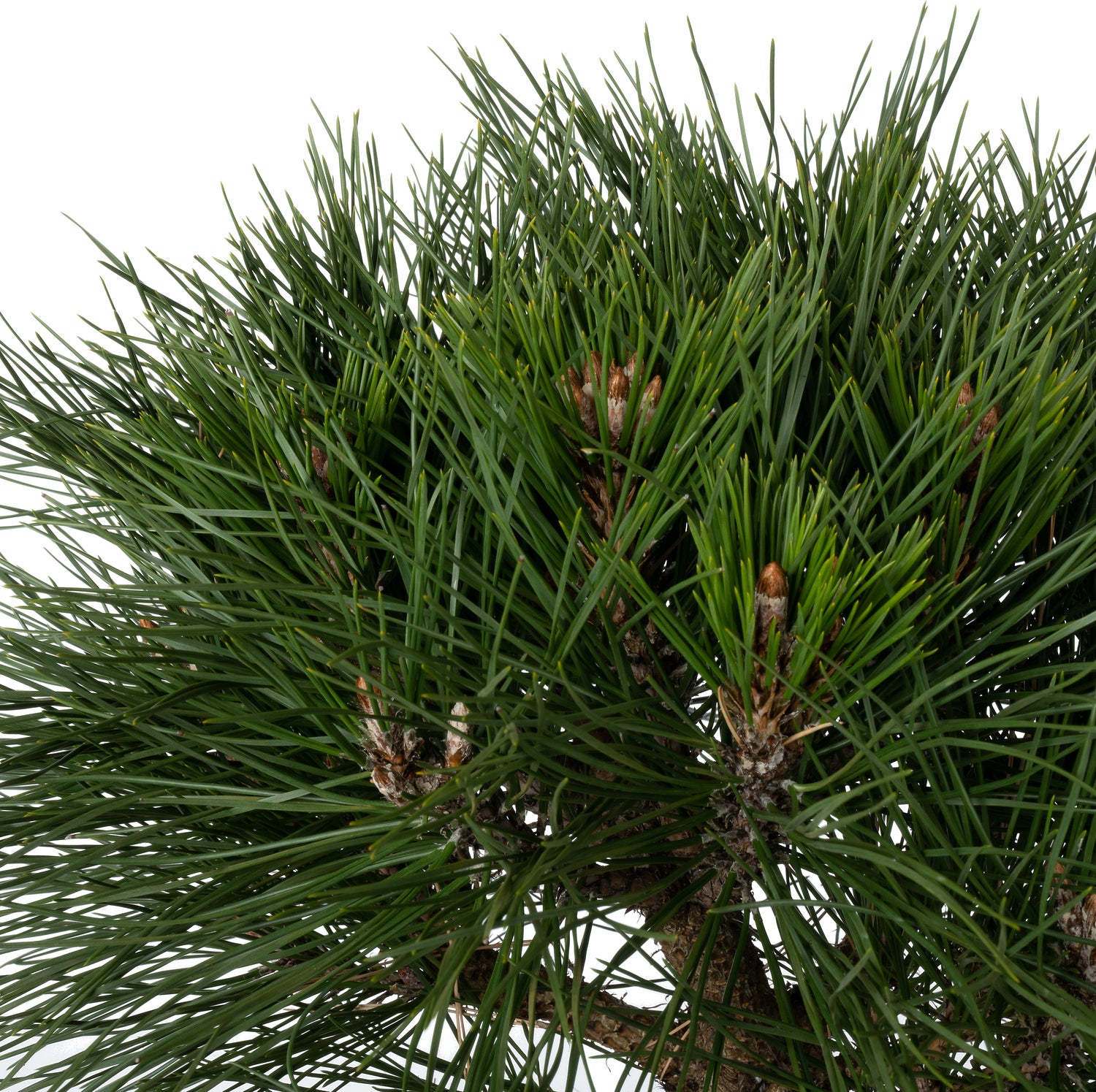 Zwarte Den (Pinus nigra 'Brepo') D 26 H 25 cm