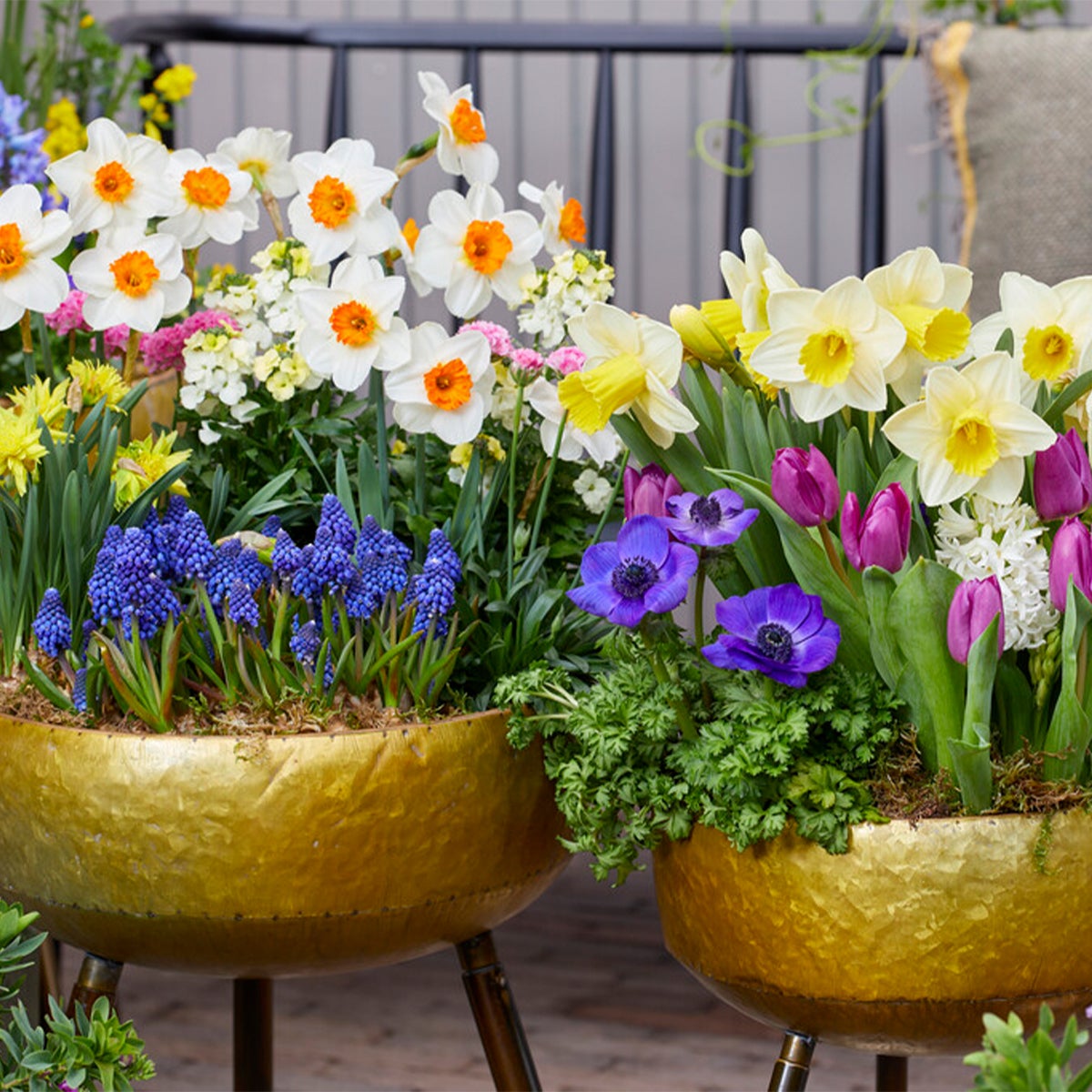 Bloomique – 15-pack – Narcis – Narcis – grootbloemige mix – kleurenmix – bloembollen – voorjaarsbloeiers – vaste planten – wordt 35–45 cm hoog