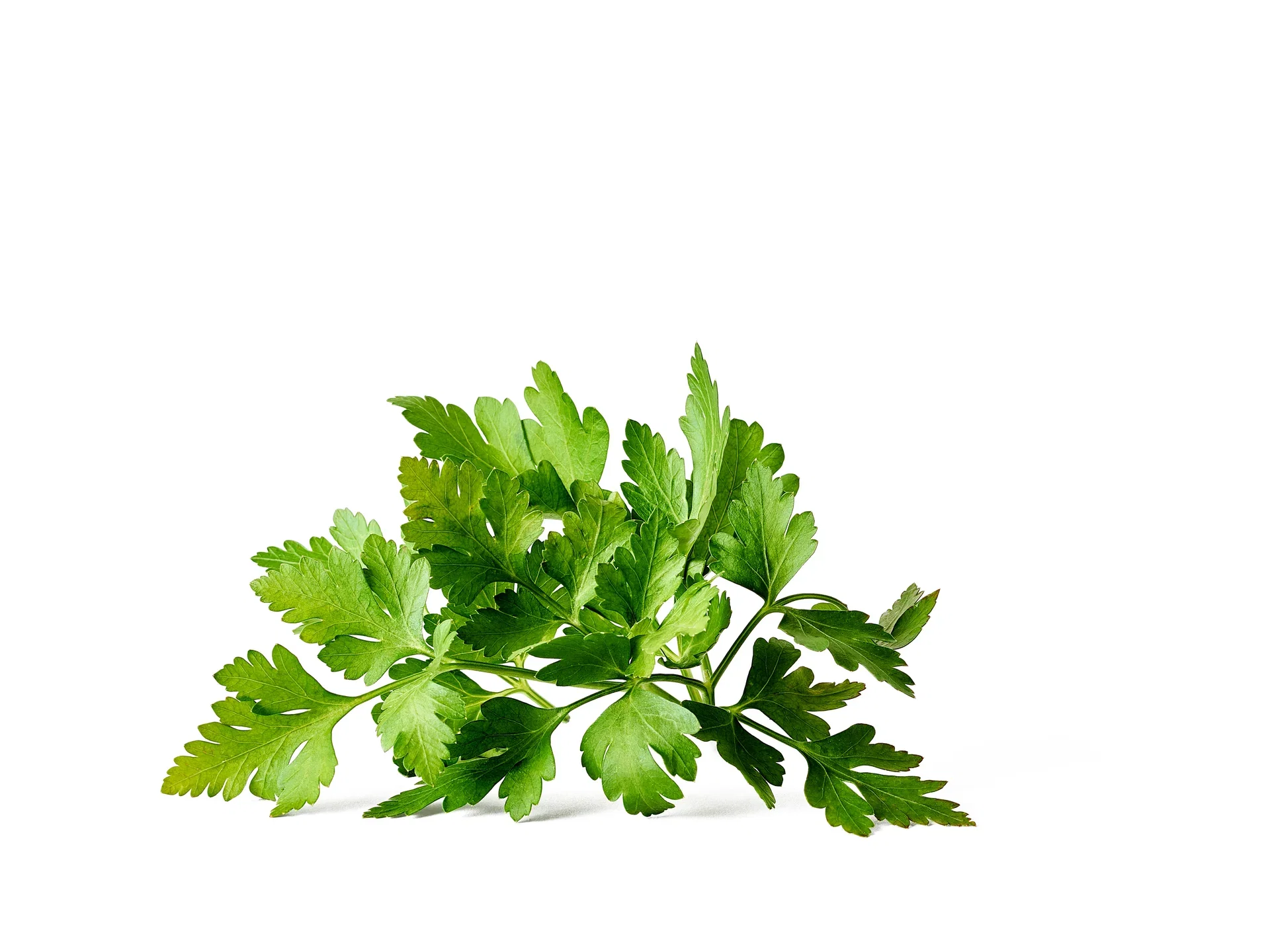 Petroselinum crispum Foliosum Group Bladpersille Ø14 cm
