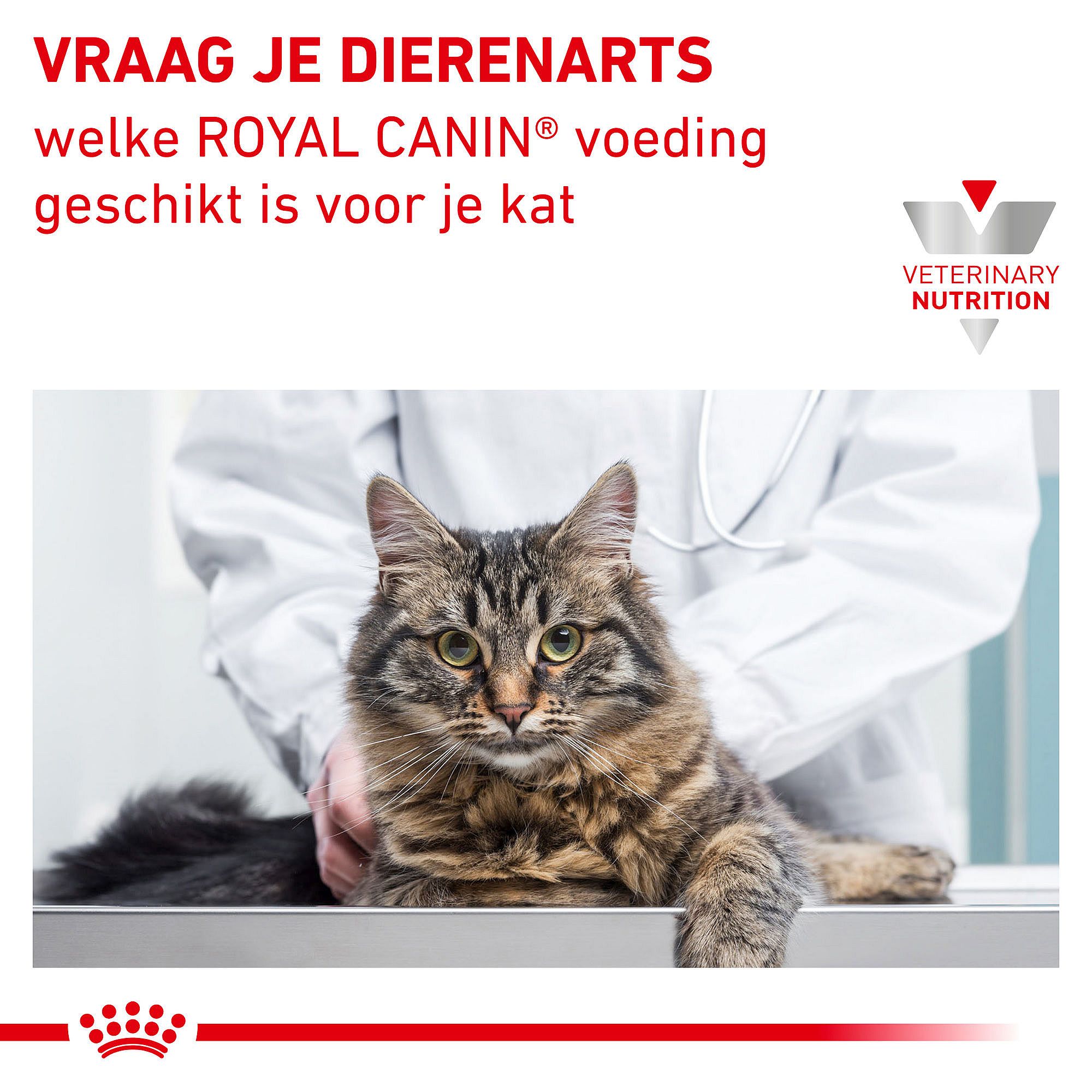 Royal Canin Diabetic kat Kattenvoer voor volwassen katten met suikerziekte