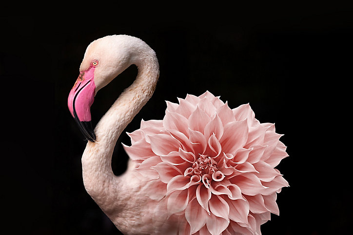 Toile Flamand Rose Ceanothe L.65 X L.45 Cm
