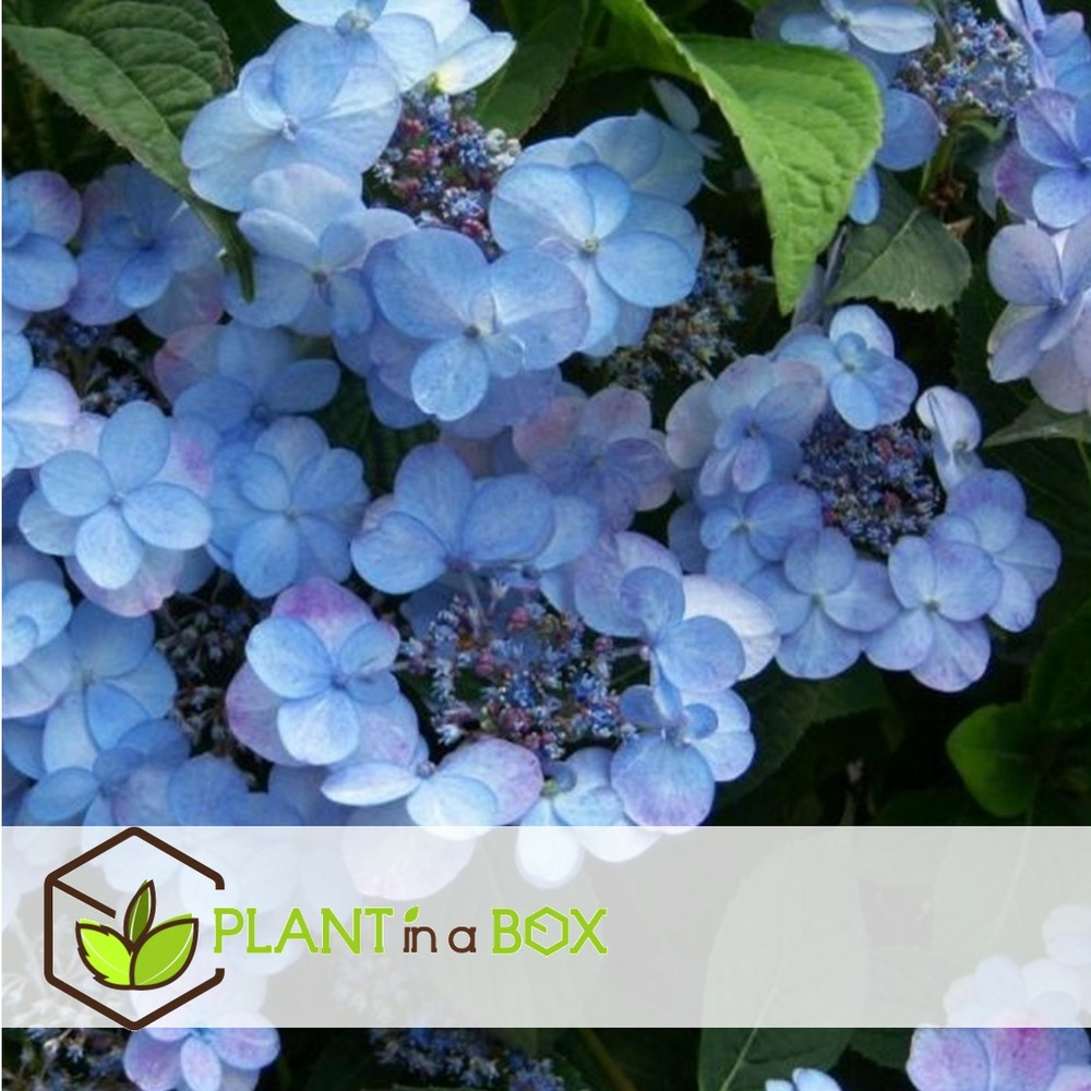 Hydrangea serrata 'summerglow' - hortensia - pot de 19cm - hauteur 25-40cm