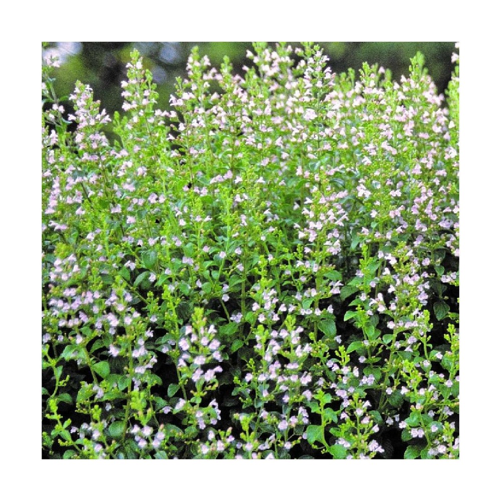 Petit calament blue cloud/calamintha nepeta blue cloud[-]godet