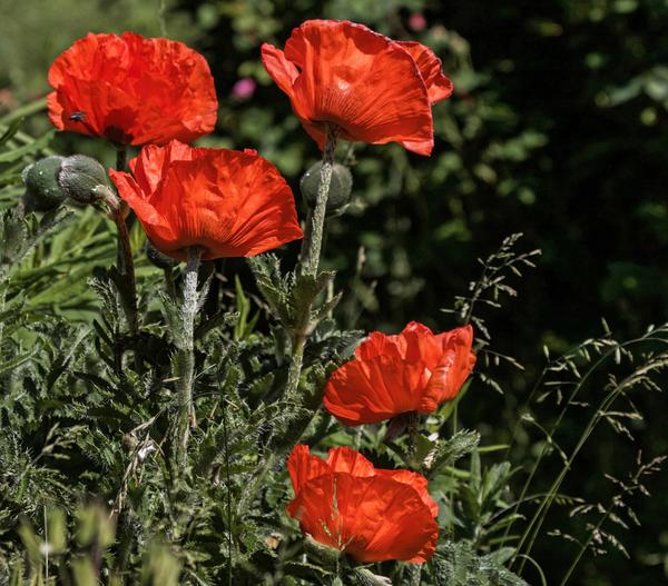 Türkischer Riesenmohn