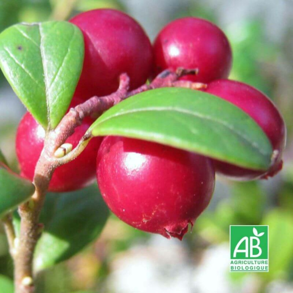 Canneberge/cranberry 'oxycoccos' bio - godet 8cm - taille : 20/40cm
