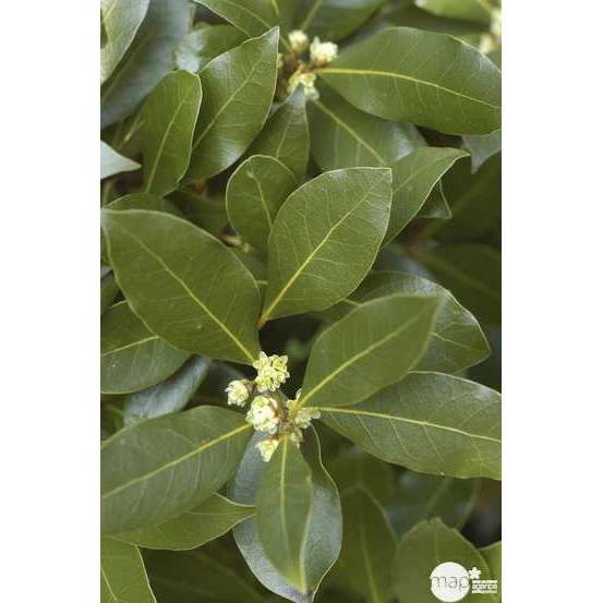 Laurus nobilis: hauteur 100/125 cm conteneur 10 litres