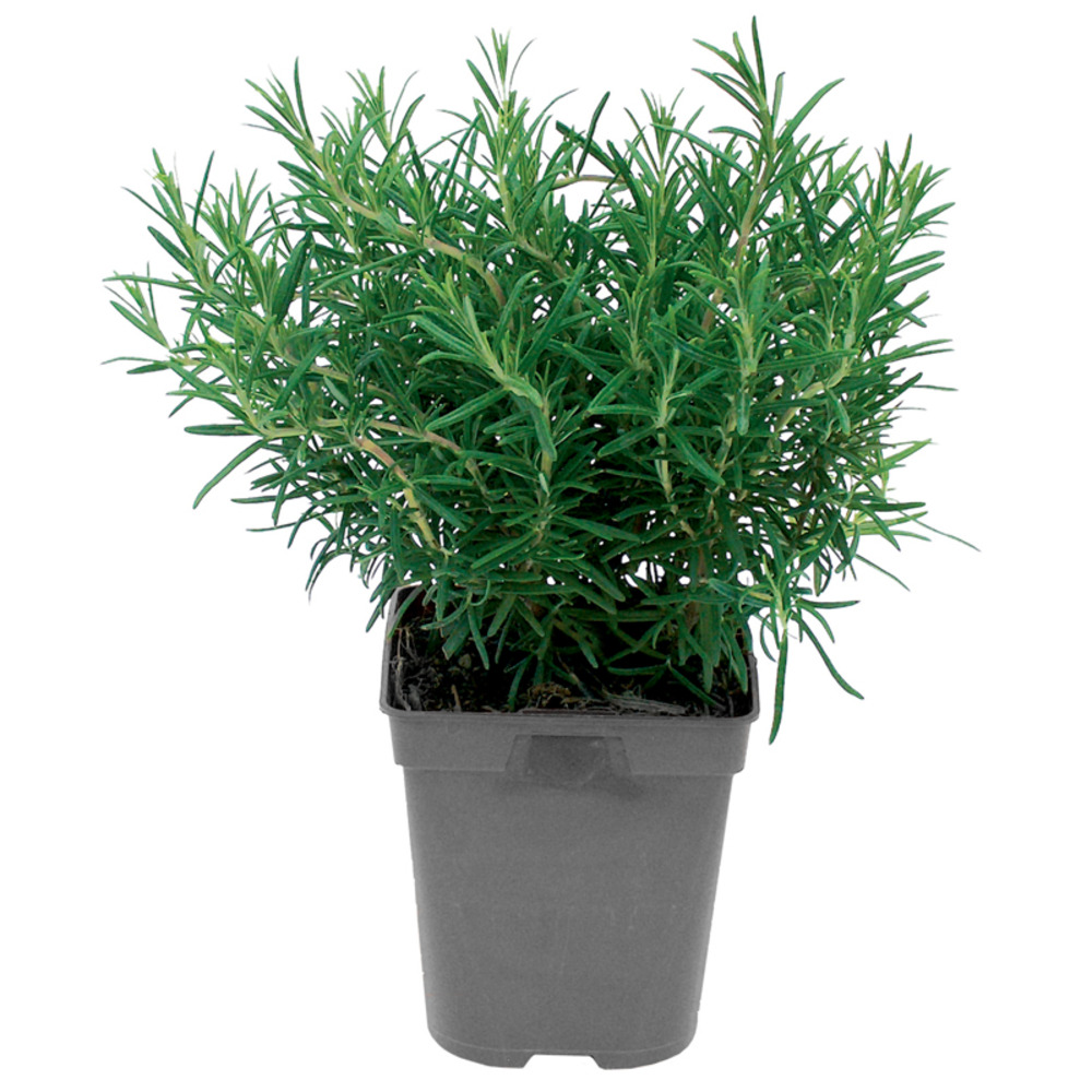 Plant de romarin pot de 1l