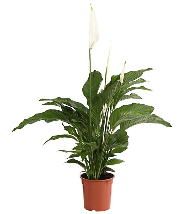 Air So Pure® Einblatt - Spathipyllum wallisii