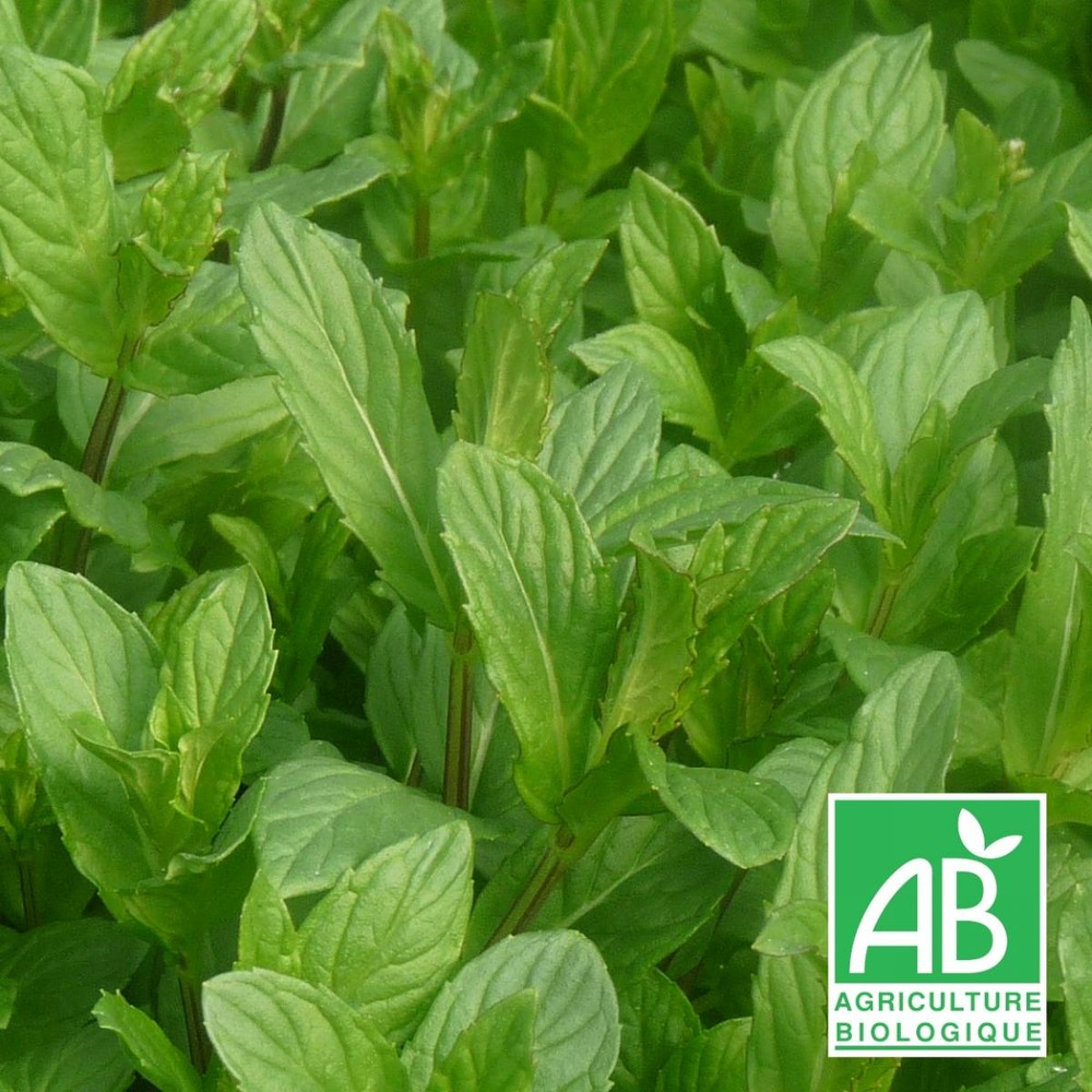 Menthe du canada bio/mentha canadensis[-]godet