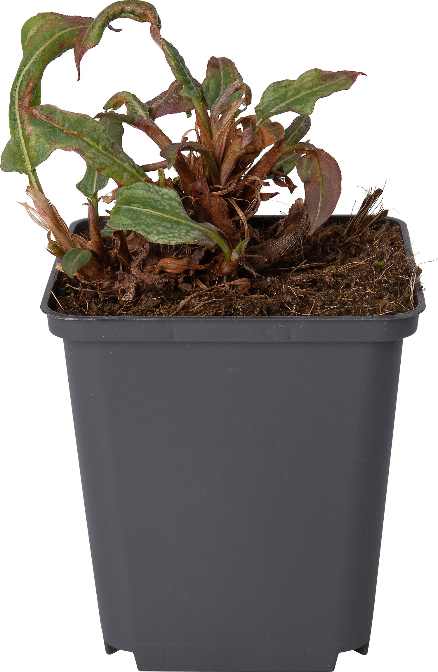 Adderwortel (Persicaria bistorta 'Superba') D 9 H 10 cm