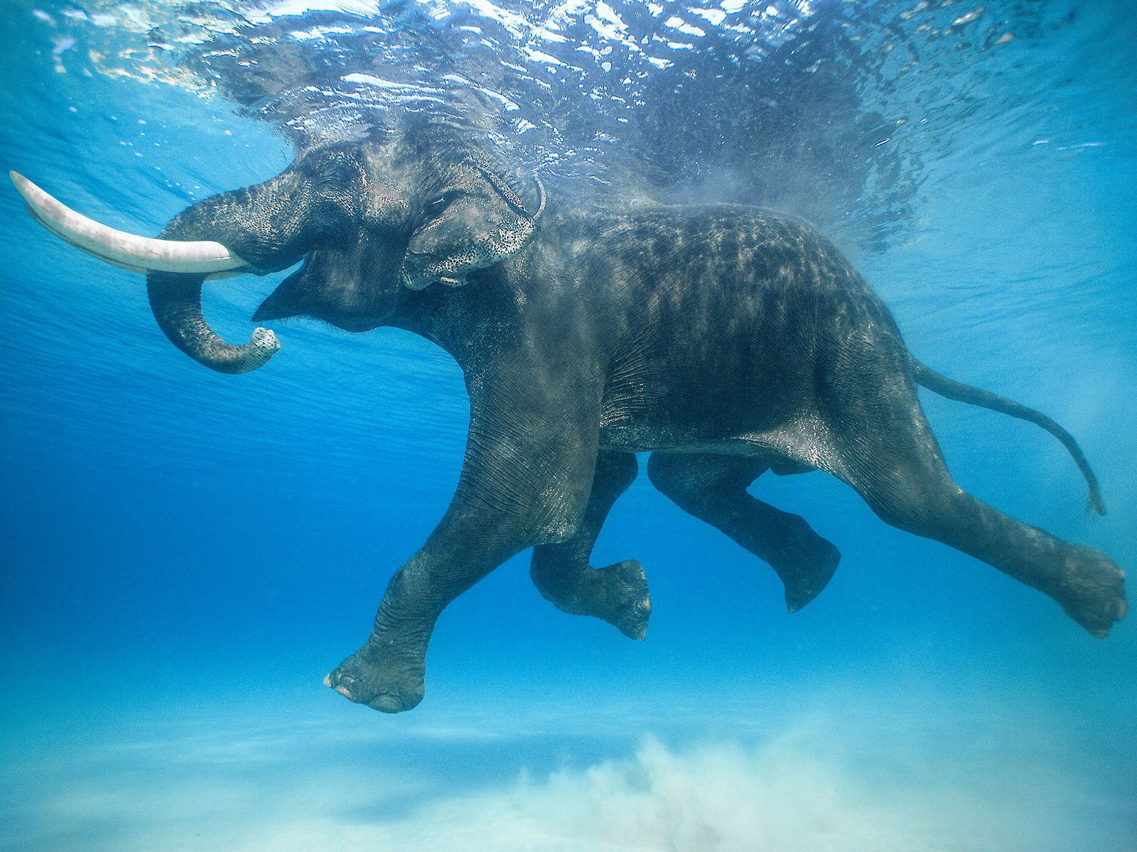 Rajan IV by Jody Macdonald - Darlings - Small Limited Edition. 30x40.