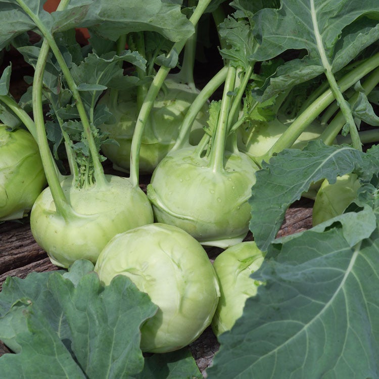 Koolrabi Groot (Brassica Oleracea Type)