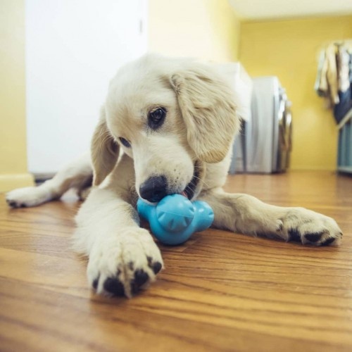 Brinquedo para cães West Paw Design Tux Azul-Turquesa