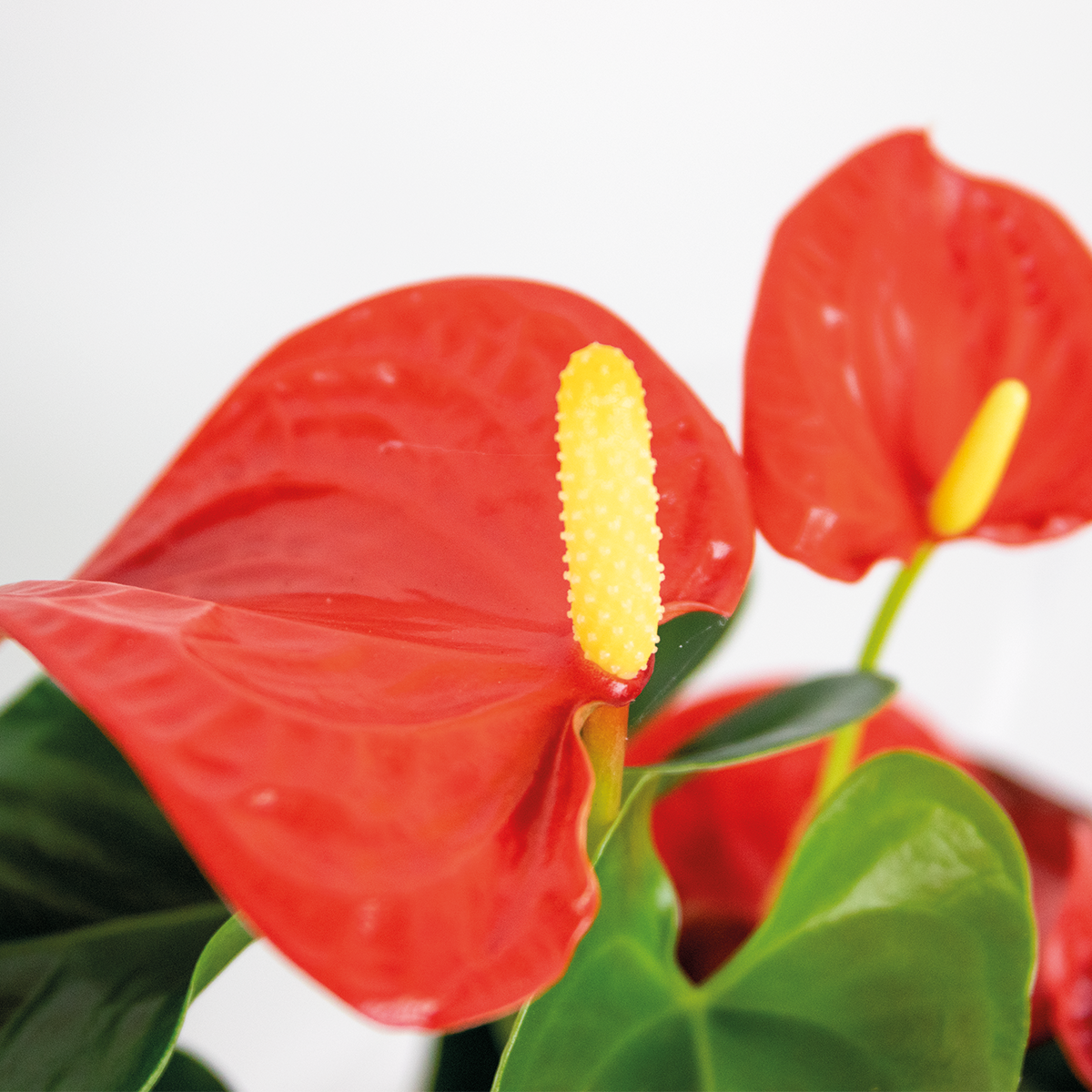 Anthurium 'aristo' orange - plante flamingo - entretien facile - ⌀14 cm - ↕45-55 cm