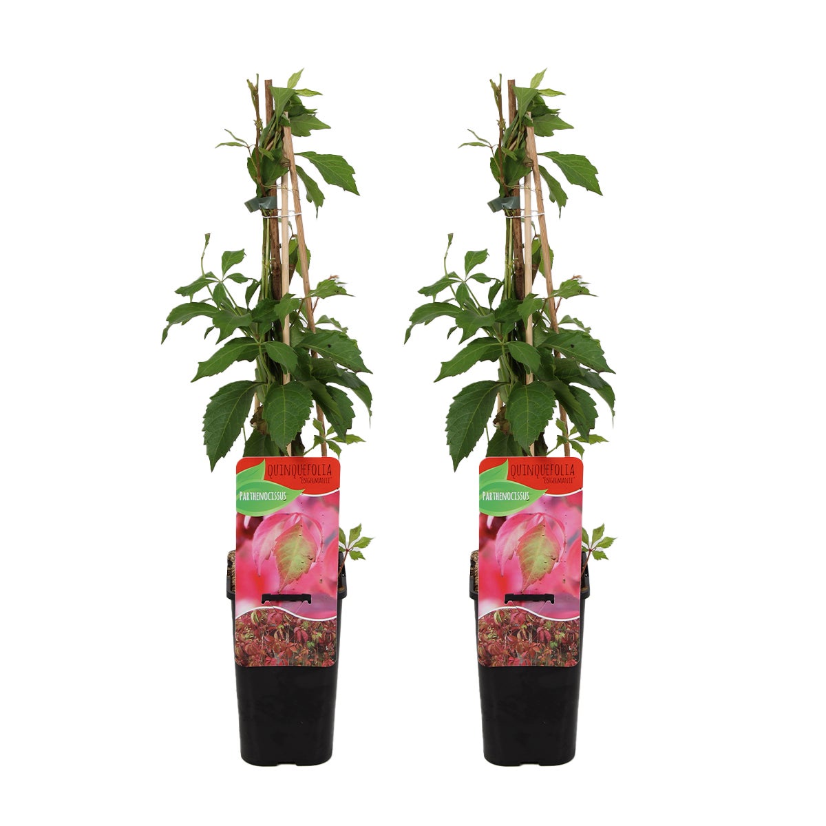 Bloomique – Set van 2 – Parthenocissus Quinquefolia Engelmannii – Wilde klimplant – Klimplanten – Tuinplanten – Winterhard – Potmaat 15 cm – 70–80 cm hoog