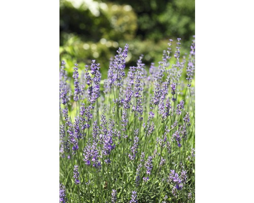 Lavendel FloraSelf Lavandula angustifolia 'Felice' H 15-20 cm Ø 12 cm pot