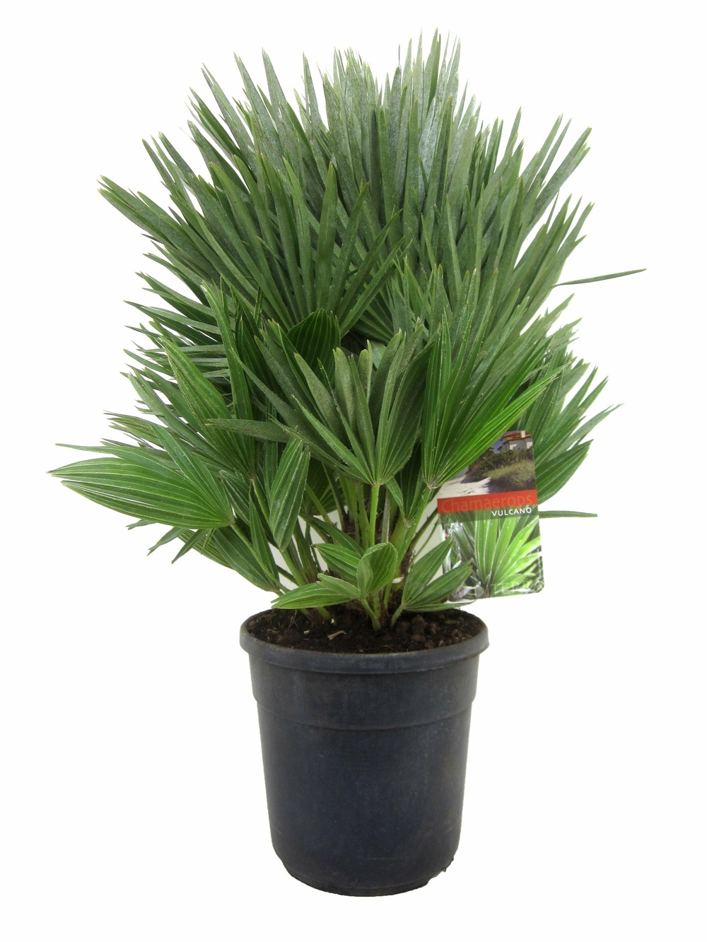 Chamaerops 'vulcano' - palmier nain rustique - pot 24cm - hauteur 55-65cm