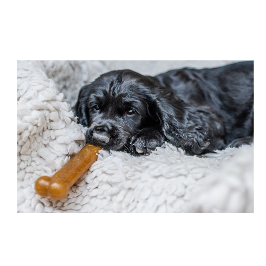 Mordedor Nylabone em formato de osso de galinha para filhotes