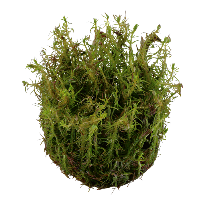 Waterplant Rotala Wallichii