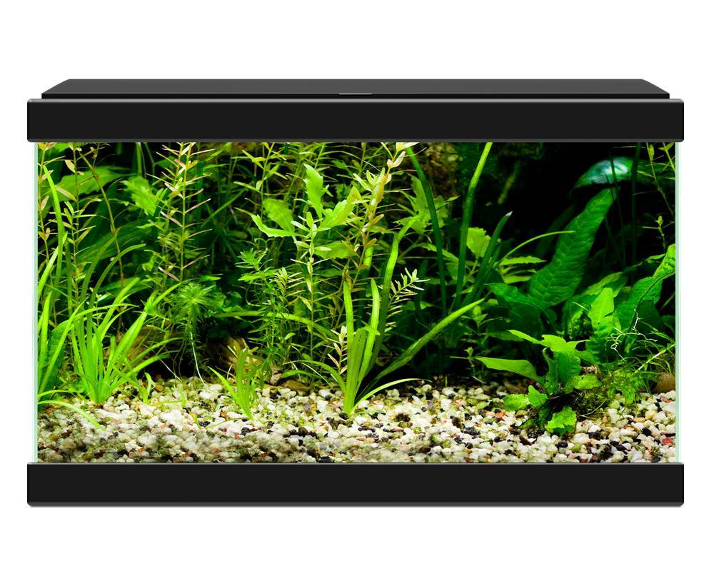 Ciano Aqua 20 LED Zwart