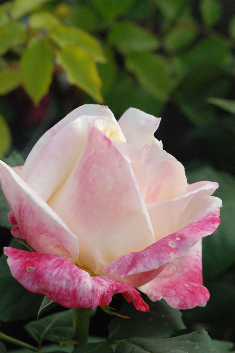 Rosier 'parfum tropical' ? - 5l