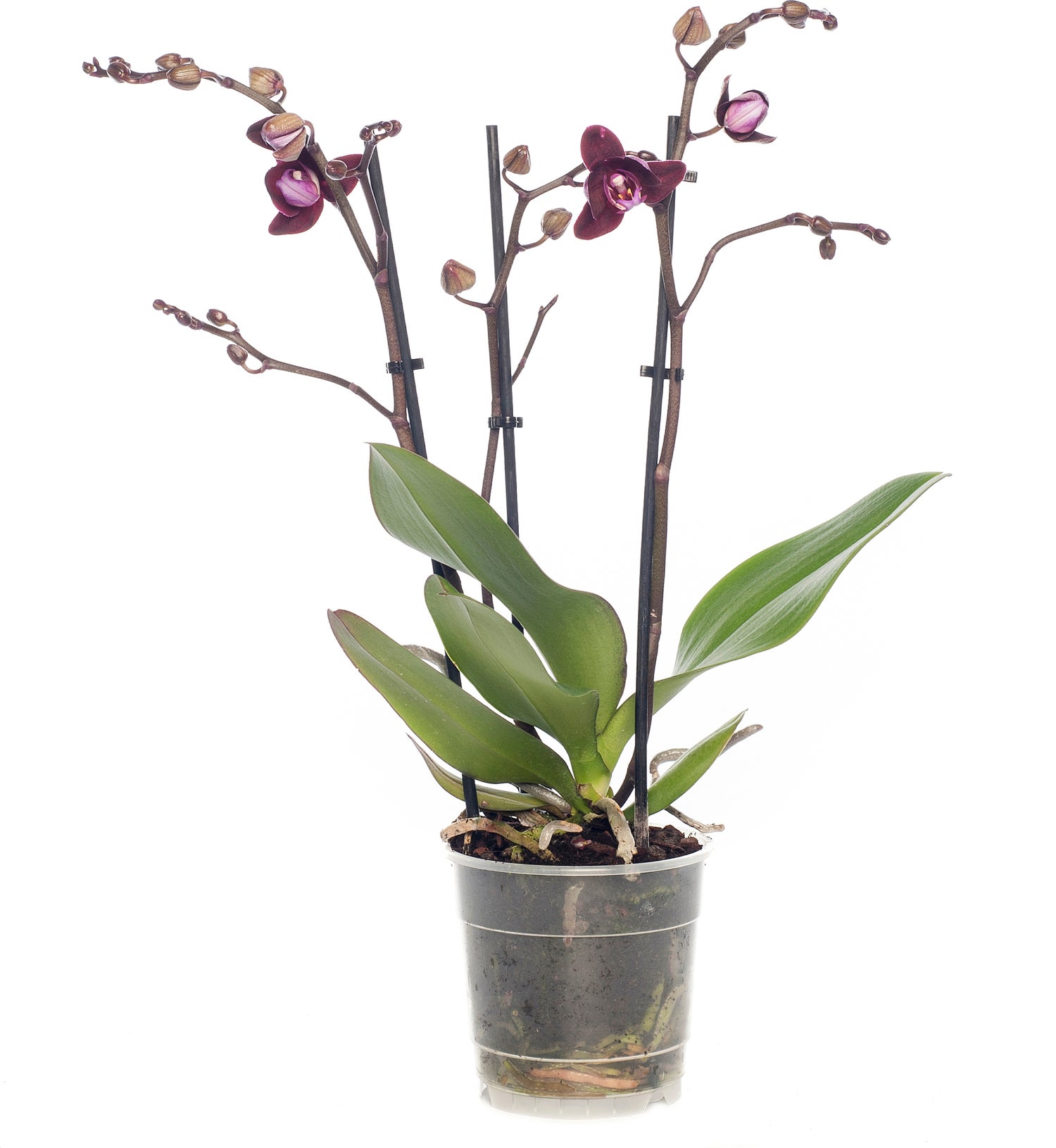 Vlinderorchidee 3 tak (Phalaenopsis) paars D 12 H 55 cm