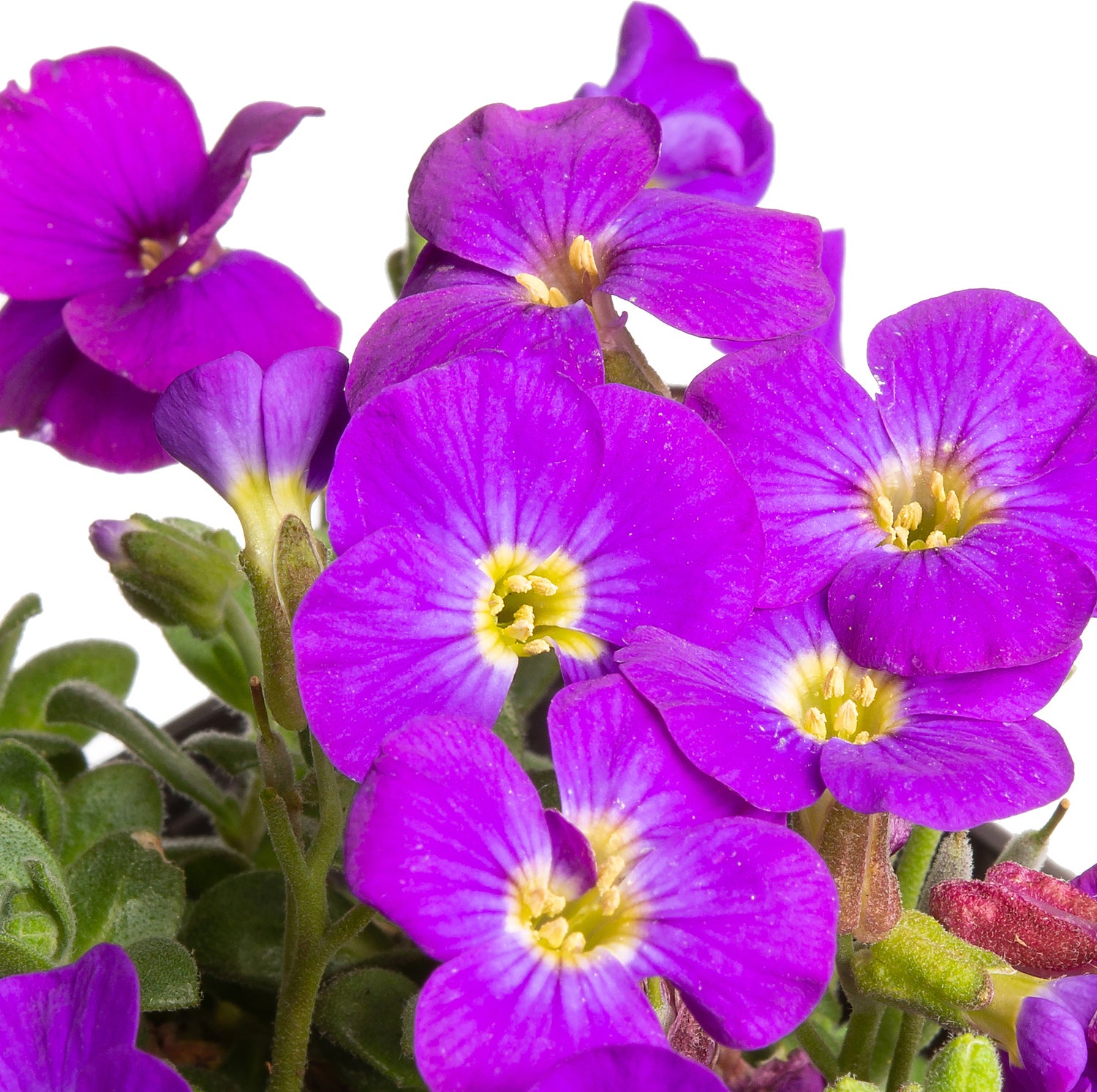 Blauwkussen (Aubrieta 'Hamburger Stadtpark') D 9 H 10 cm