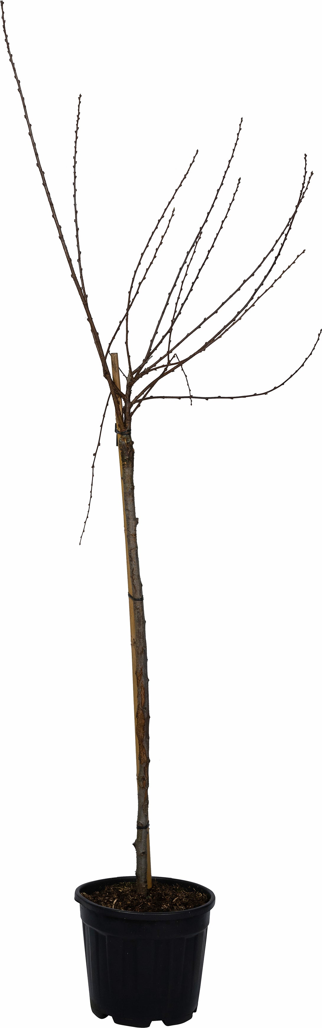Japanse sierkers (Prunus serrulata 'Royal Burgundy') D 28 H 120 cm