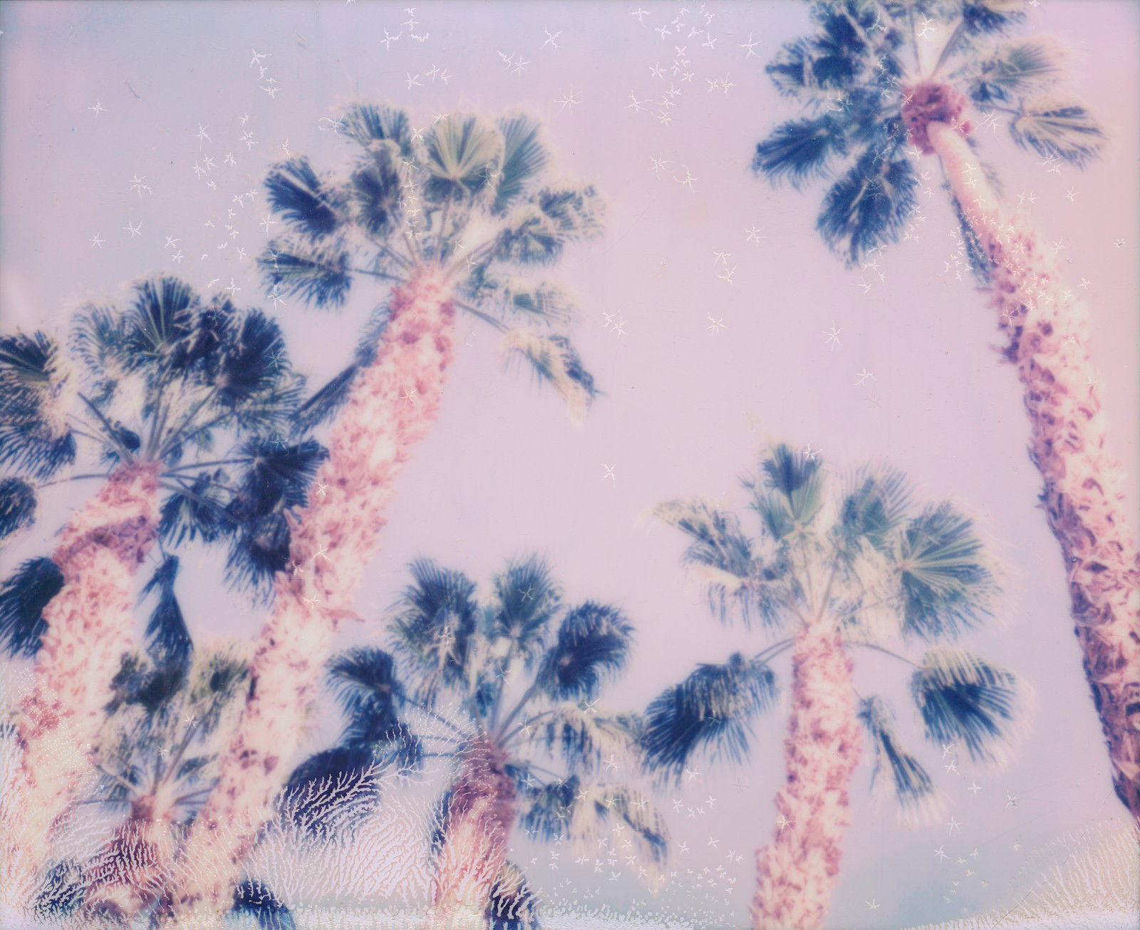 Snow Flakes by Stefanie Schneider - Limited Edition. Edition of: 150. Signed.