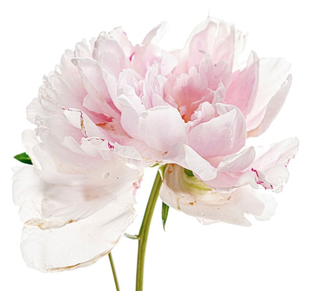 queence Wandtattoo »Annalena« Wandbild, Sticker, rosa, Blume, Blüte, selbstklebend