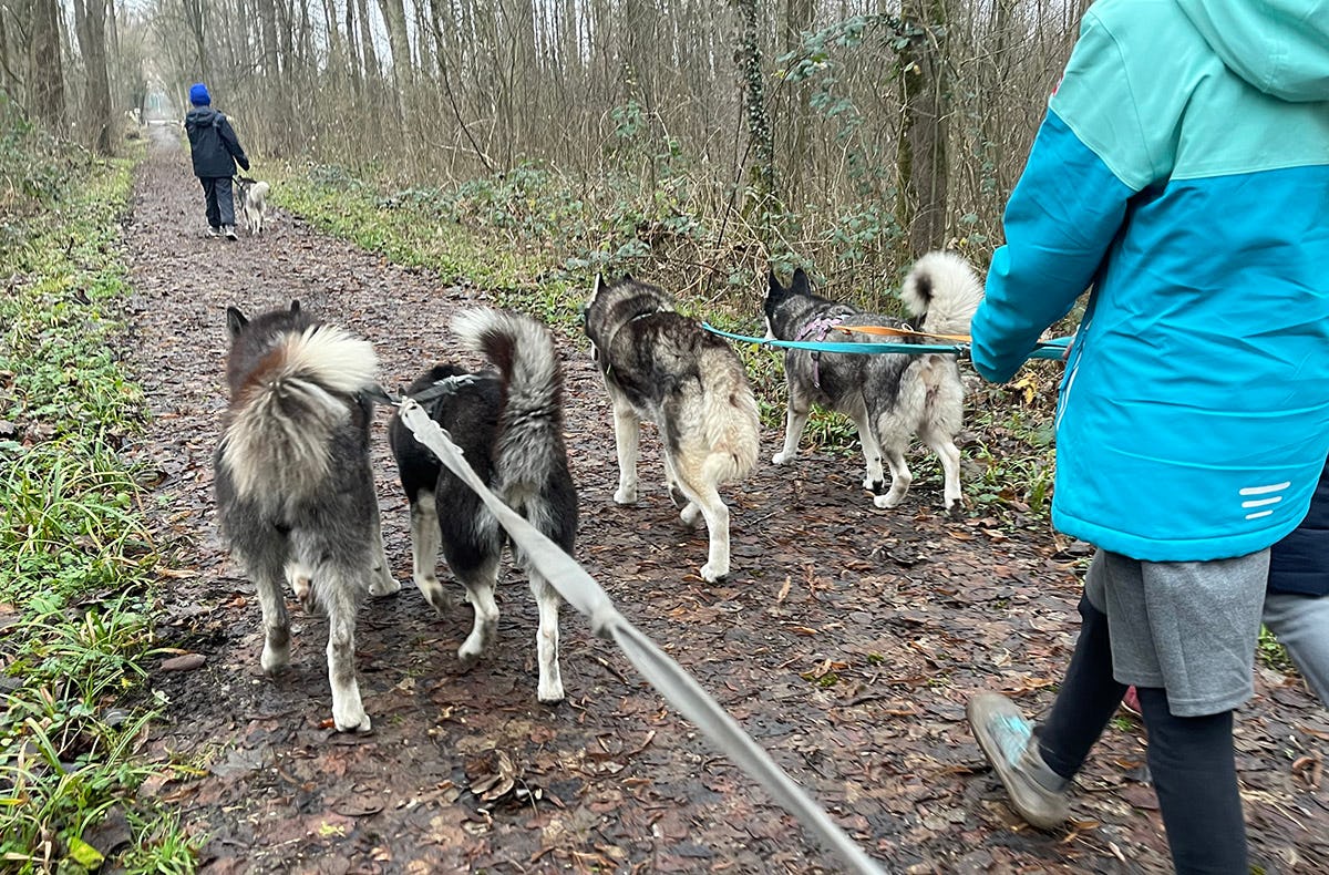 Husky Wanderung Eggenstein-Leopoldshafen