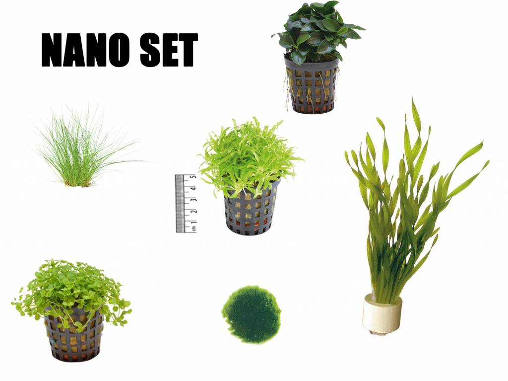 AquastoreXL Plantenpakket Nano