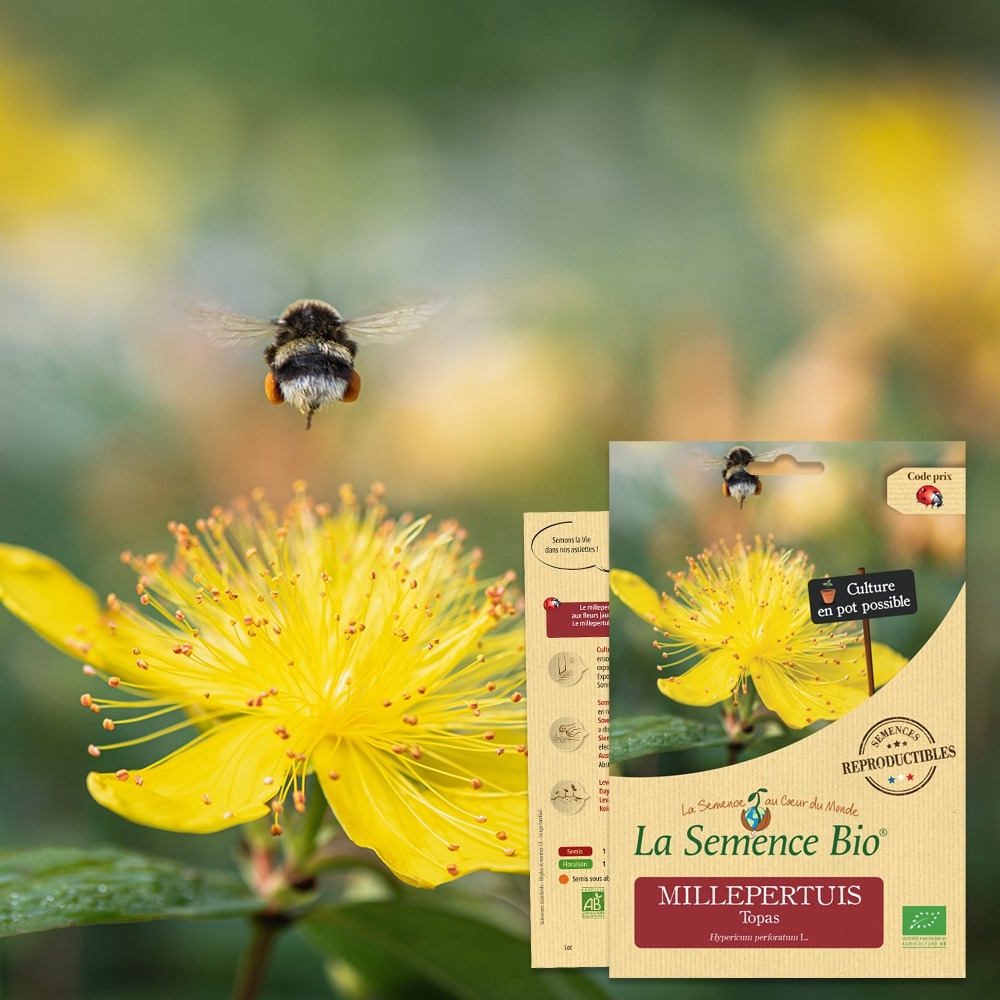 Millepertuis topas bio