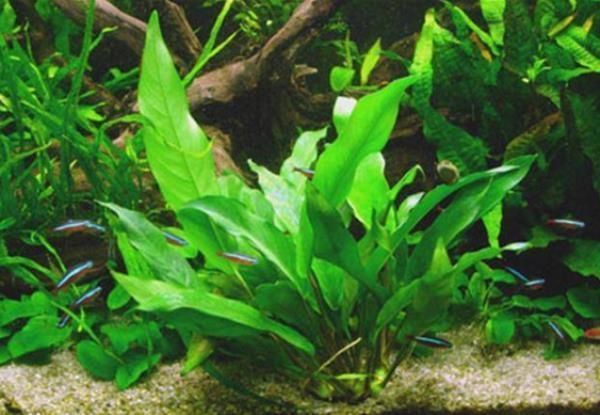 Anubias Minima - Extra Groot | AquastoreXL